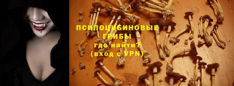 Галлюциногенные грибы Psilocybe  Островной 